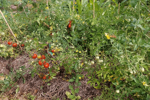 Tomatite kasvatamine õues